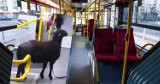 Nietypowa pasażerka w komunikacji miejskiej w Warszawie. Autobusem podróżowała…owca. Zdjęcie hitem w Internecie