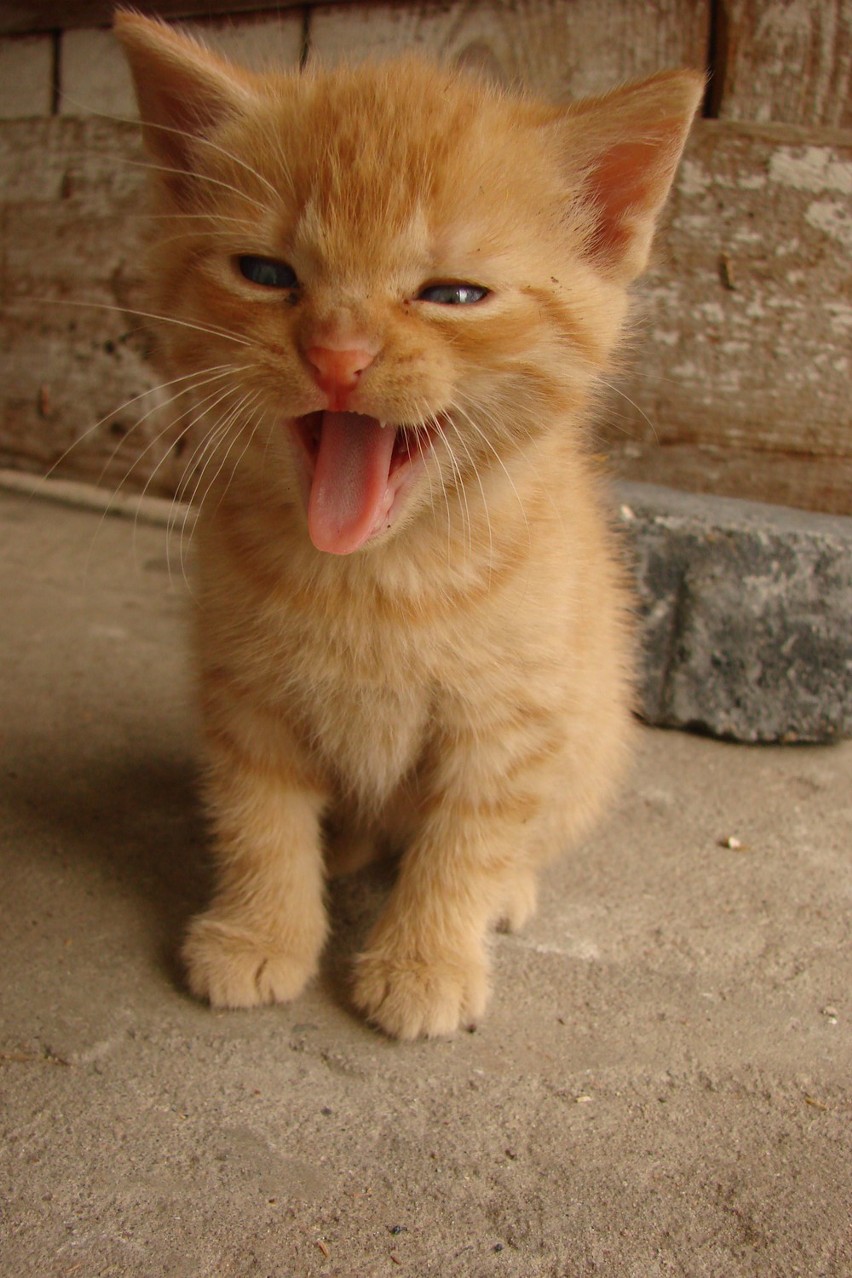 Garfield- bardzo groźny kot ;)