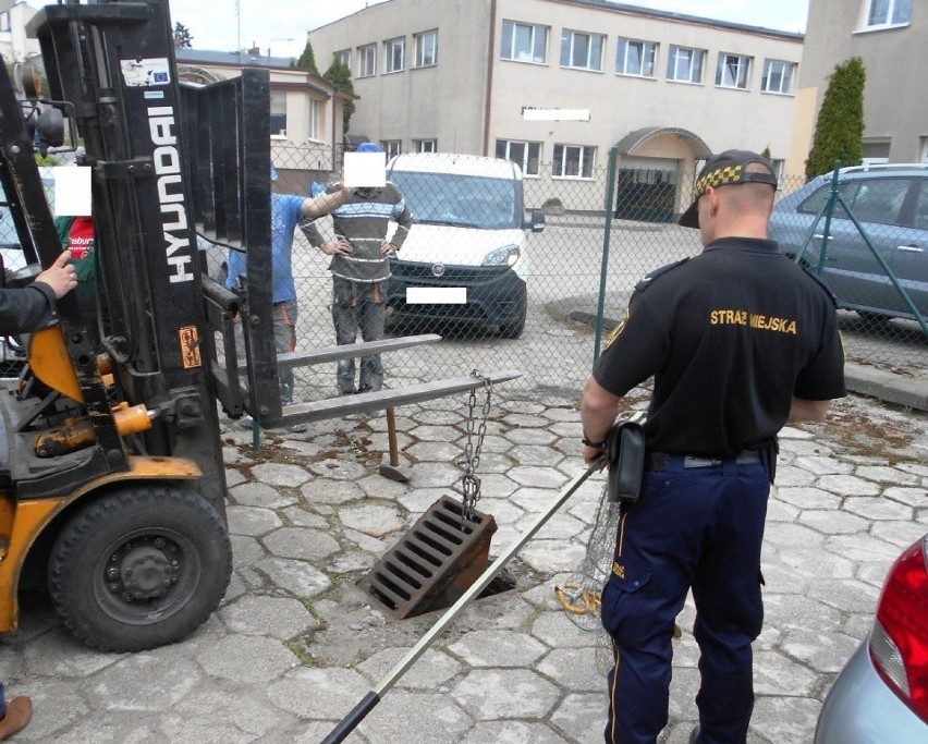 Dzięki wspólnym wysiłkom strażników miejskich w Nakle i...