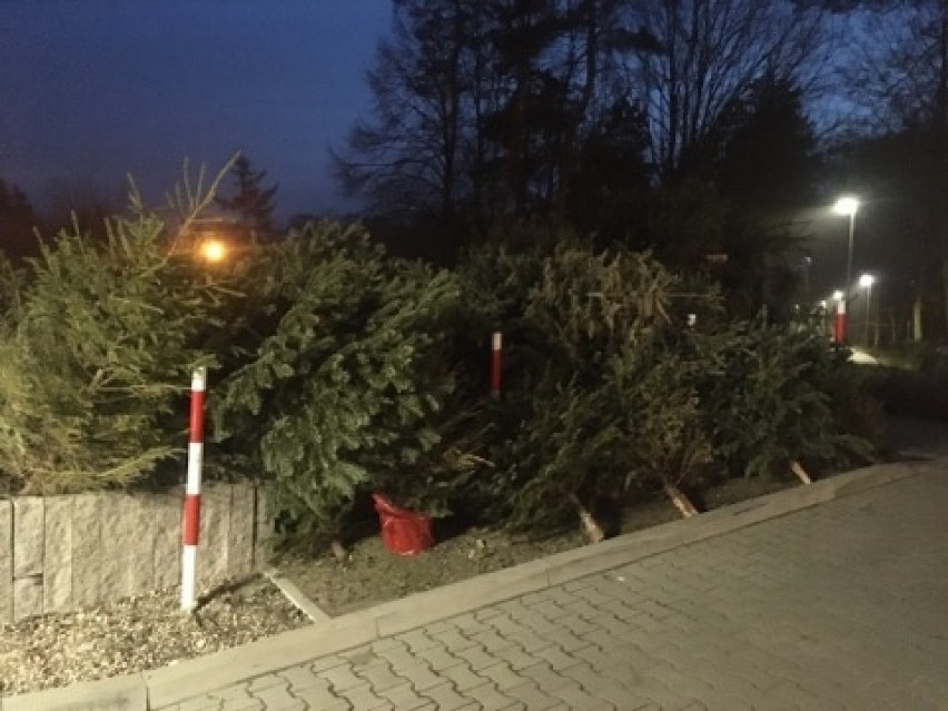 Choinki z ul. Emilii Plater również nie zostały jeszcze...