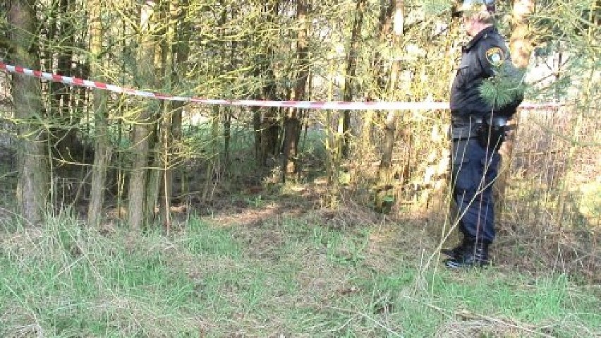 Pociski artyleryjskie w lesie przy Biskupińskiej w Poznaniu