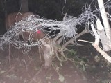 Byk jelenia uwolniony ze śmiertelnej pułapki. Brawurowa akcja legnickich przyrodników 
