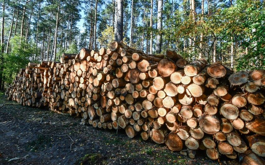 Ruszyła wycinka lasu niedaleko Portu Lotniczego Bydgoszcz....