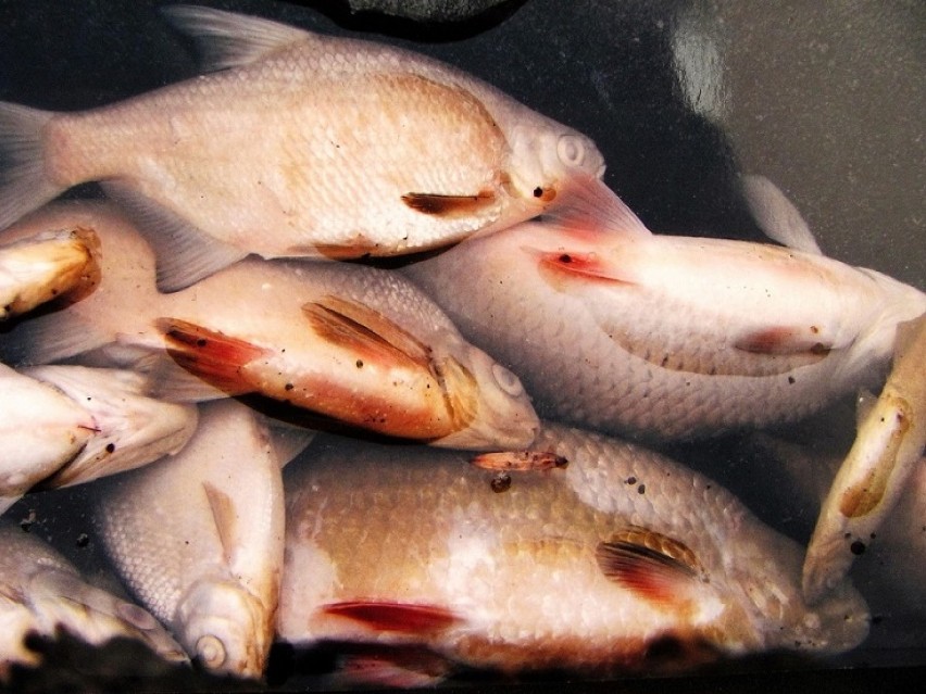 Śnięte ryby znaleziono w okolicach śluzy Lipica koło...