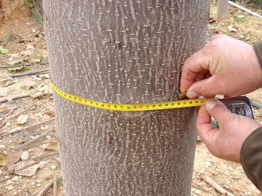 Obwód 3-letniego drzewa 80-85 cm