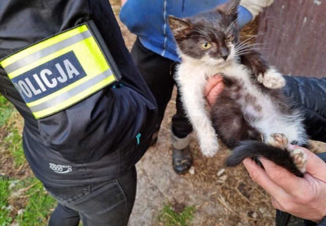 Niedożywione, zapchlone, cuchnące i chore. W takim stanie policjanci z Leszna zastali około 20 psów i kilka kotów żyjących na jednej z posesji w gminie Lipno