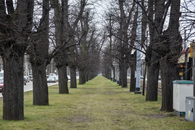 Aleja Lipowa powstała w XVIII wieku, za czasów burmistrza Daniela Gralatha. Do dziś uznawana jest za symbol Gdańska