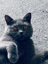 Dzień Kota 2022 w powiecie puckim. Tak wyglądają najpiękniejsze koty nad Zatoką Pucką | ZDJĘCIA CZYTELNIKÓW