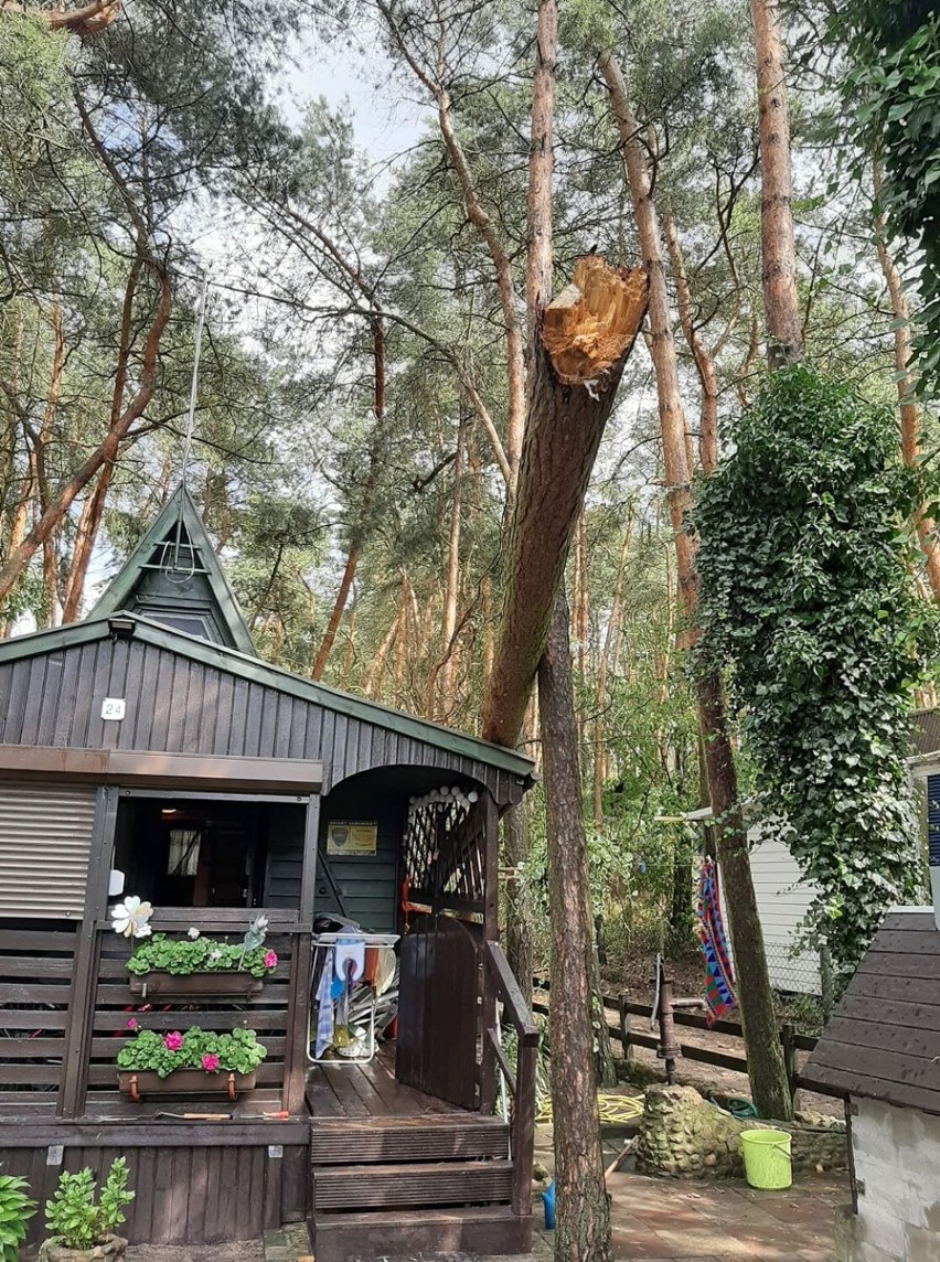 Gmina Skoki. Drzewo przewróciło się na dom. Interweniowali strażacy 