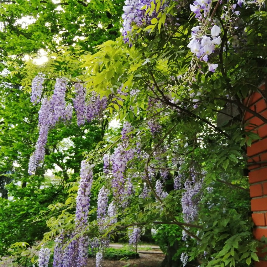 Ogród botaniczny w Piotrkowie w połowie maja 2020