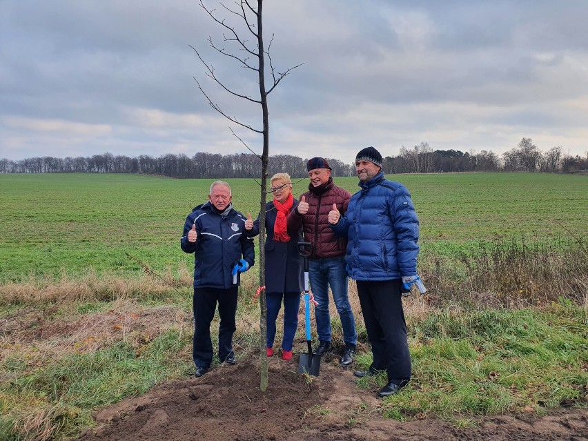 Czterorzędowa aleja pomiędzy Rzucewem i Osłoninem: sadzenie drzew - 8 grudnia 2020