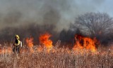 Bukowno. Strażacy z Olkusza, druhowie z jednostek OSP oraz samolot z Nadleśnictwa Chrzanów ugasili pożar w lesie. Spłonął hektar poszycia