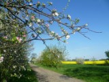 Wiosna w Chodzieży i okolicy w pełni, wszystko kwitnie 
