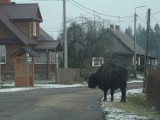 Puszcza Białowieska. Nie żyje słynny żubr Wojtek ze wsi Budy. Przechadzał się po mieście, zdechł po wywózce