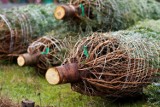 Ceny choinek 2023 w Golubiu-Dobrzyniu i okolicy. Sprawdzamy ile kosztuje żywe drzewko na Boże Narodzenie