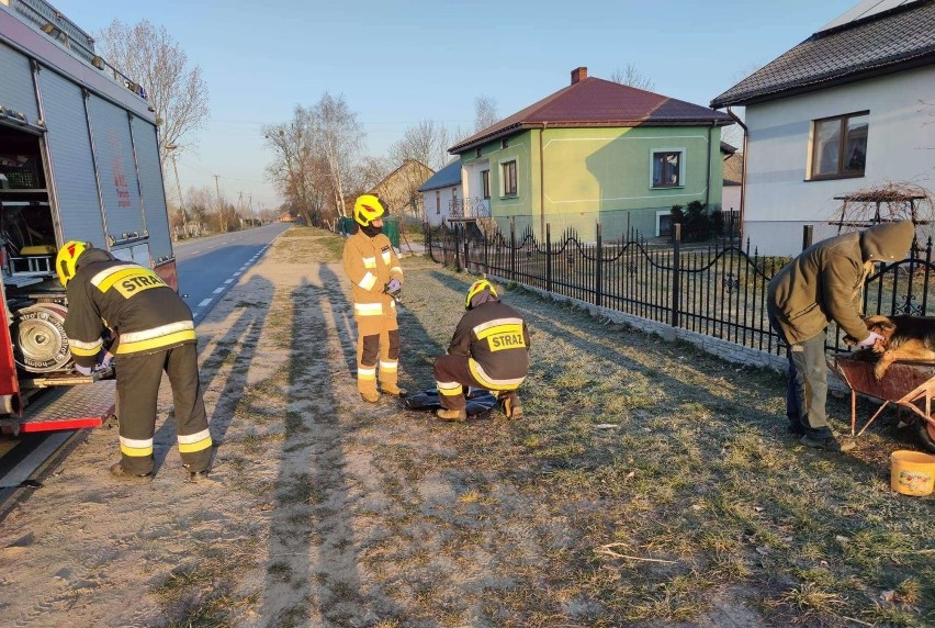 Powiat chełmski. Strażacy z OSP Wierzbica uratowali psa z Koziej Góry
