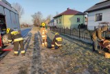 Powiat chełmski. Strażacy z OSP Wierzbica uratowali psa z Koziej Góry