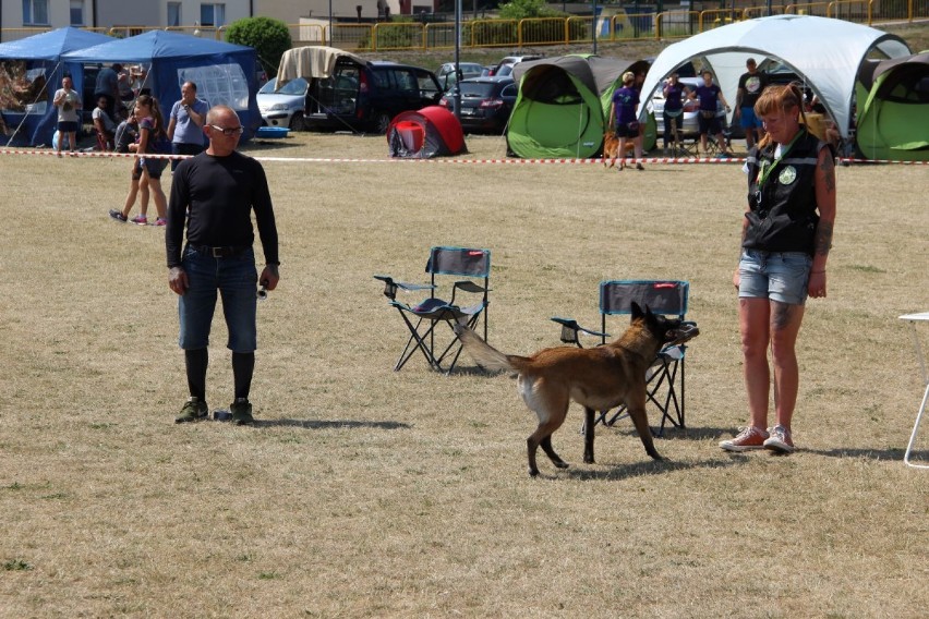 "Flyball - wyścigi psich sztafet Tczew 2018" za nami. Dla kogo laury? [ZDJĘCIA]