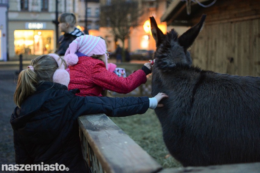 Zwierzęta trafiły do bożonarodzeniowej szopki na grudziądzkim Rynku [wideo, zdjęcia]