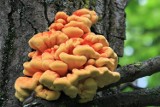 Ten grzyb rośnie na drzewach i możesz go zjeść. Jak smakuje i wygląda kurczak z lasu, czyli żółciak siarkowy?