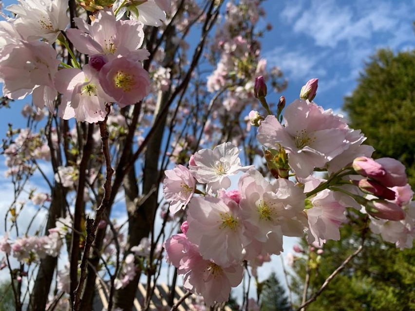 Mała Japonia zaprasza! Przed nami Festiwal Kwitnących Azalii i Rododendronów [FILM/ZDJĘCIA]