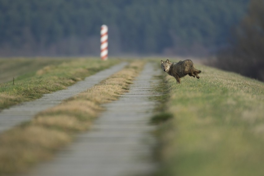 Grzegorz Sawko fotografią przyrodniczą zajmuje się od blisko...