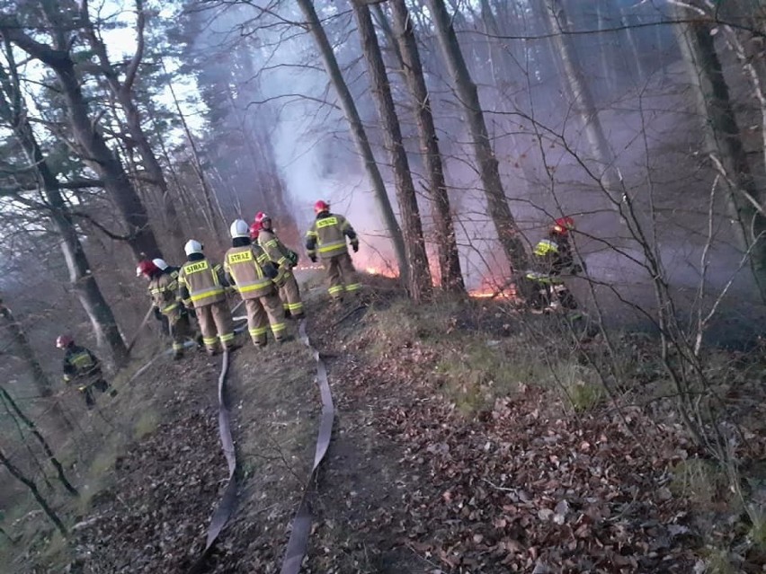 W lesie w Gąbinie w gminie Ustka ogień powstał w kilku...
