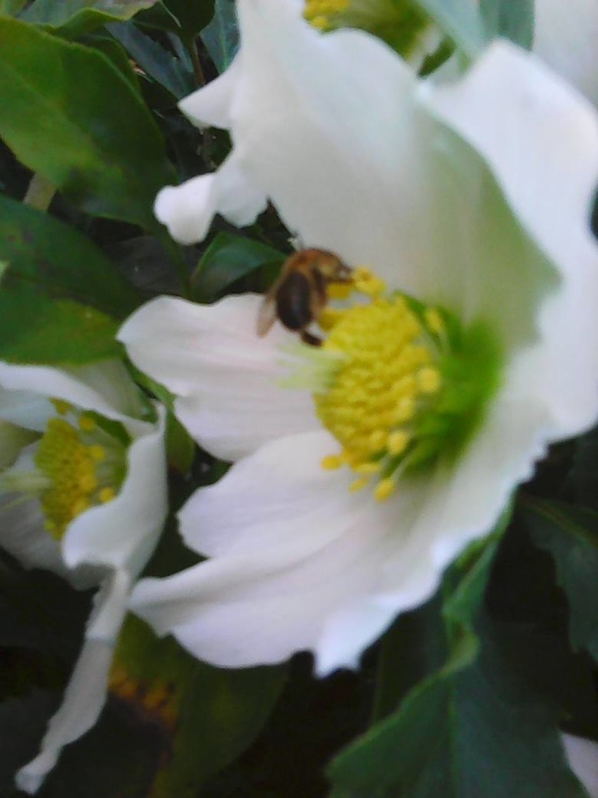 "W moim ogrodzie zakwitły kwiaty i pojawiły się pszczoły" [ZDJĘCIA]