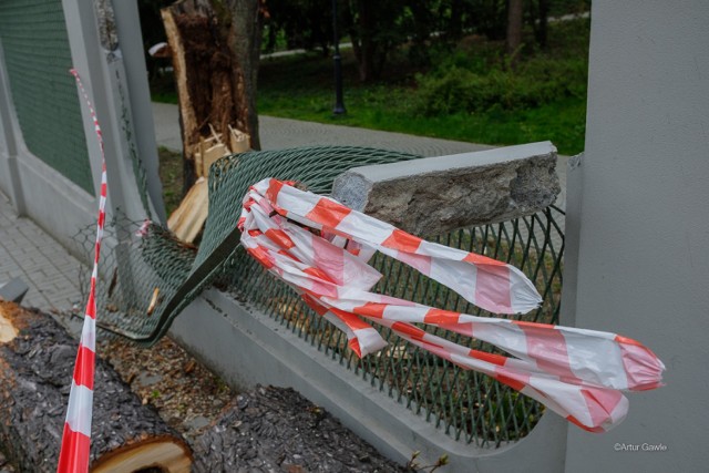 Powalone przez wichurę drzewo uszkodziło ogrodzenie w Parku Strzeleckim