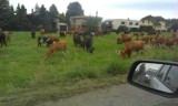 Kobiór: Krowy uciekły z pastwiska na drogę szybkiego ruchu. Wstrzymany ruch do Kobióra i Tychów