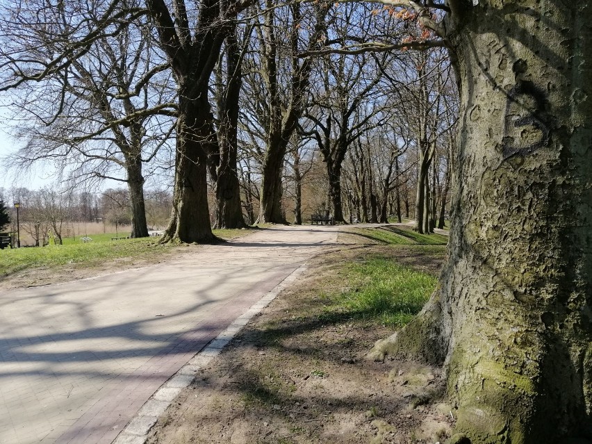 W Kołobrzegu ktoś namalował na drzewach w zabytkowym parku antypisowskie hasło
