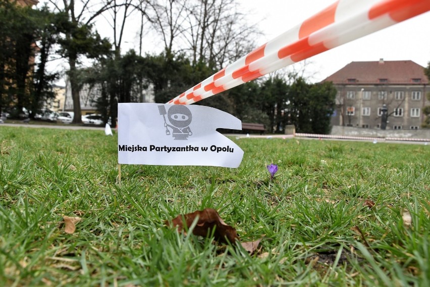 Krokusy nasadzone przez Guerilla Gardening Opole