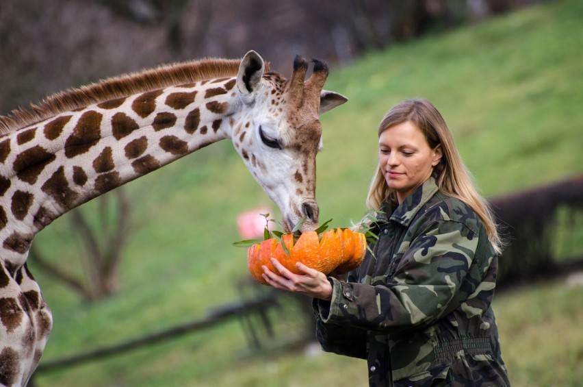 ZOO Warszawa. Godziny otwarcia, cennik, dojazd. Ceny biletów...