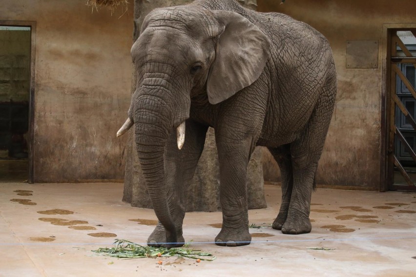 ZOO Warszawa. Godziny otwarcia, cennik, dojazd. Ceny biletów...