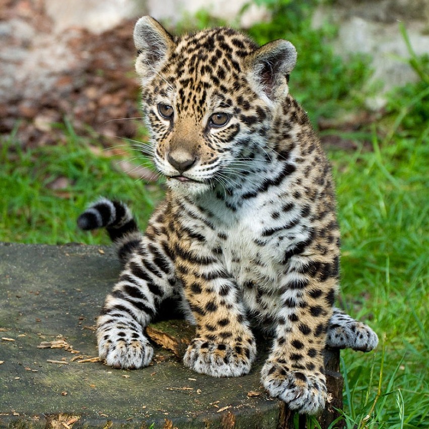 Jaguarek z krakowskiego zoo