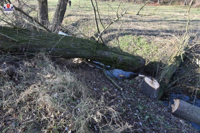 W Bronowicach drzewo przygniotło 45-latka. Jego stan jest ciężki