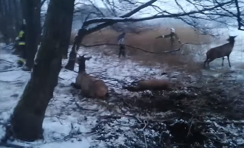 Tragiczny bilans z jeziora Ińsko. 19 jeleni utonęło, 13 uratowanych. Łowczy: to zrobili ludzie!
