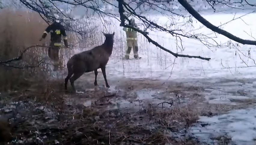 Tragiczny bilans z jeziora Ińsko. 19 jeleni utonęło, 13 uratowanych. Łowczy: to zrobili ludzie!