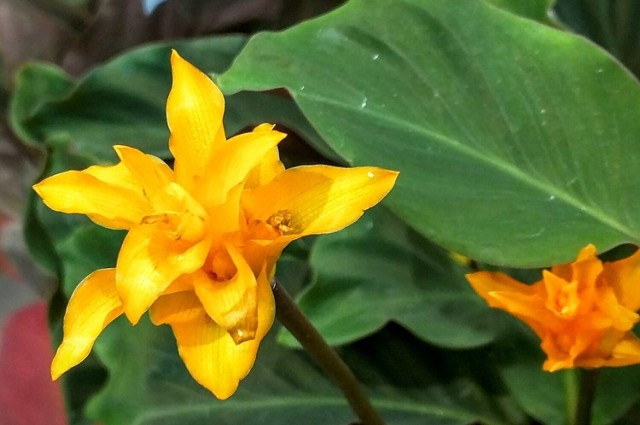 Kalatee to rośliny doniczkowe o ozdobnych liściach. Ale jest jeden gatunek, który ma także piękne kwiaty. To kalatea żółtokwiatowa.
licencja