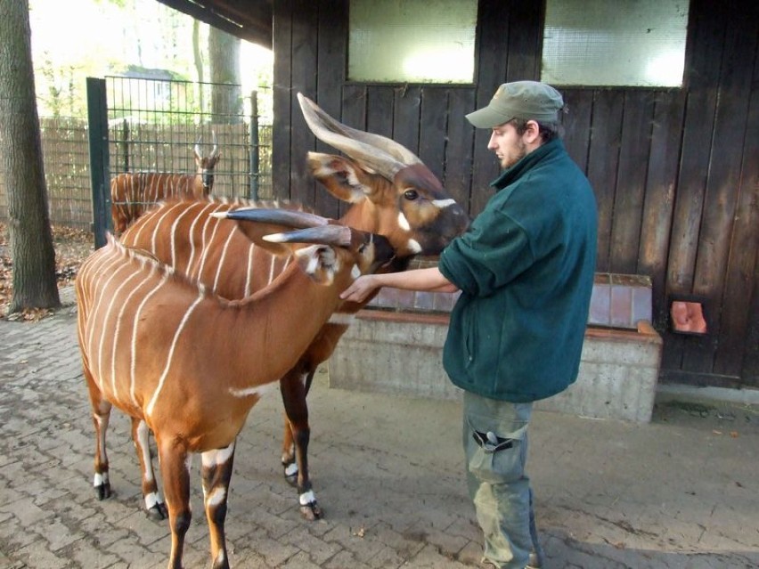 Pracownicy wrocławskiego zoo szkolą się w ogrodach za granicą
