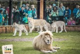 Dziesiąte urodziny ZOO Safari w Borysewie w sobotę i niedzielę
