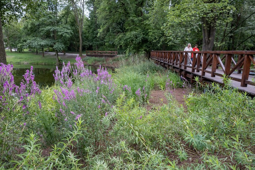 W Wilanowie powstanie nowy park. Mnóstwo zieleni, łąka kwietna i siedem placów dla mieszkańców m.in. gier towarzyskich czy samotnika 