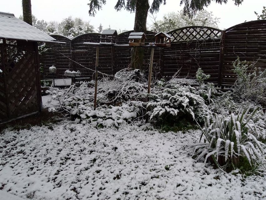 Zima w maju. Na Suwalszczyźnie sypnęło śniegiem [Zdjęcia Czytelników]