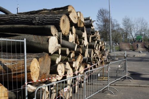 Kradną opał z lasu i od sąsiada