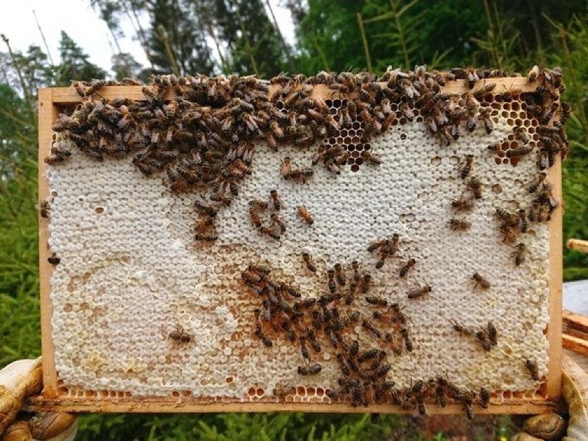 20 maja obchodzimy Światowy Dzień Pszczół ustanowiony przez...