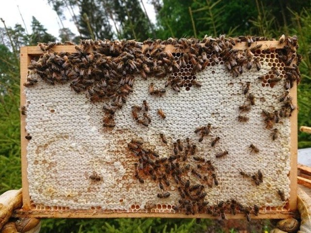 20 maja obchodzimy Światowy Dzień Pszczół ustanowiony przez ONZ