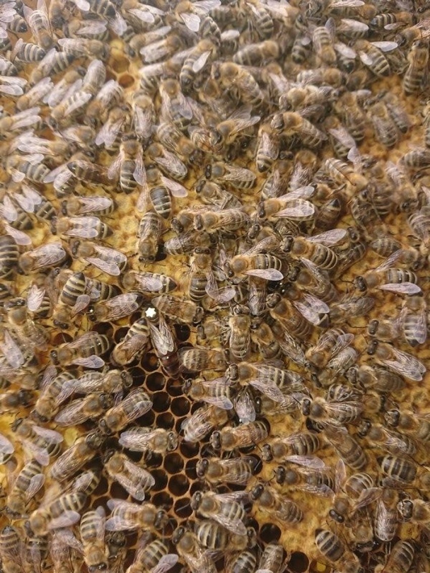 20 maja obchodzimy Światowy Dzień Pszczół ustanowiony przez...