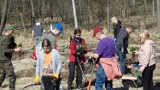 "Las Europejski" w Dąbrowie Górniczej. Posadzili 10 tys. nowych sadzonek sosny, a w sumie to już ponad 65 tys. drzew 