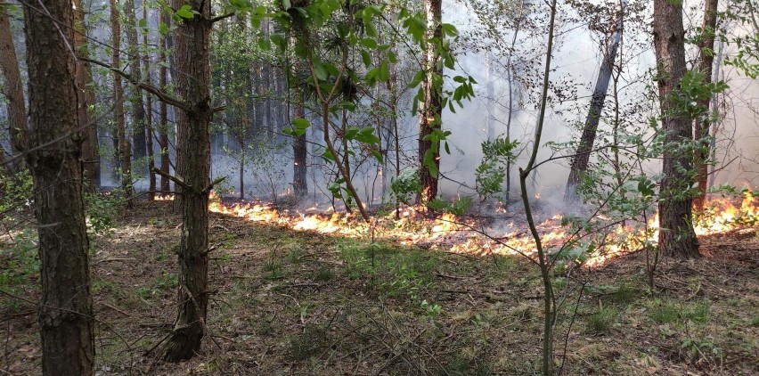 Wielkie pożary lasów koło Nowego Miasta nad Pilicą. Na pomoc ruszyły jednostki straży z Łódzkiego