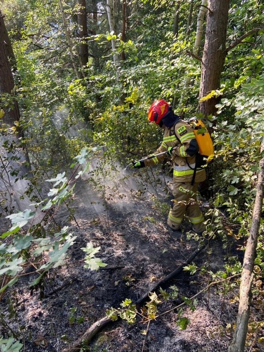 Pożar ściółki leśnej w Piwnicznej. Akcja strażacka w trudnym terenie